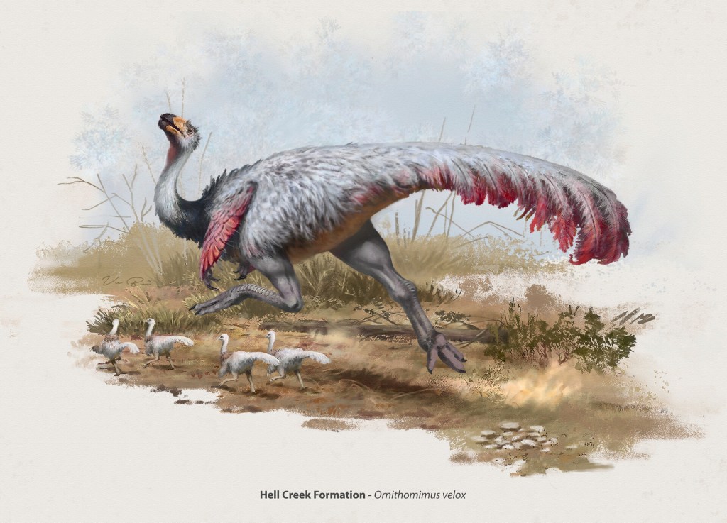 Ornithomimus
